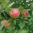 Äpple 'Aroma' E A2 co Inkl. Uppbindning