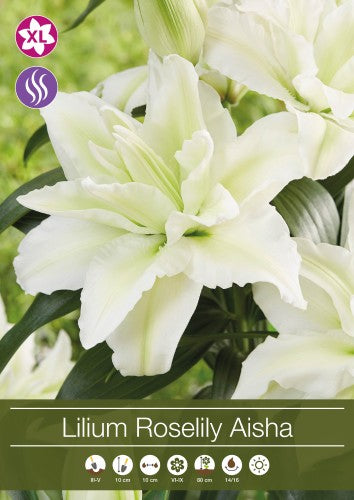 Orientlilja 'Aisha' 1st
