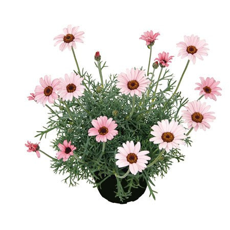 Atlaskrage 'African Rose' 12cm kruka
