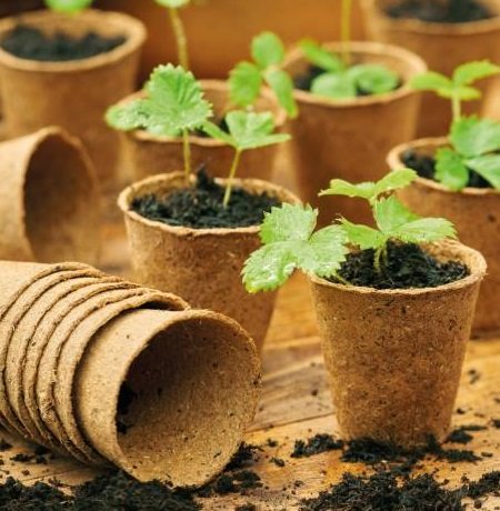 Fiberkruka Rund 8cm 12-pack