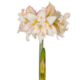 Afrikansk Amaryllis 'Harlequin' 1st