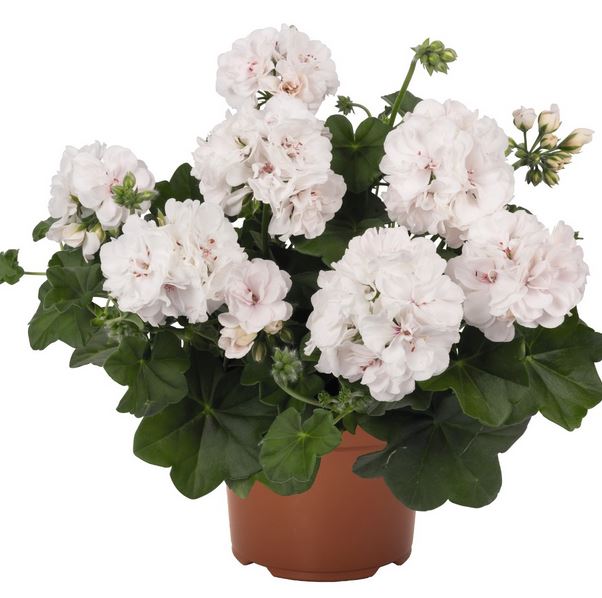 Hängpelargon 'Atlantic White' 3st sticklingar