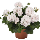 Hängpelargon 'Atlantic White' 3st sticklingar