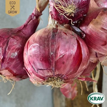 Rödlök 'Morada de Amposta' KRAV-märkt