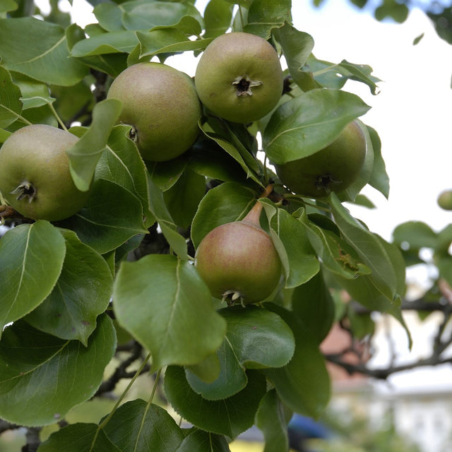 Päron 'Augustipäron' co