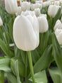 Triumphtulpan 'White Dream' 8st