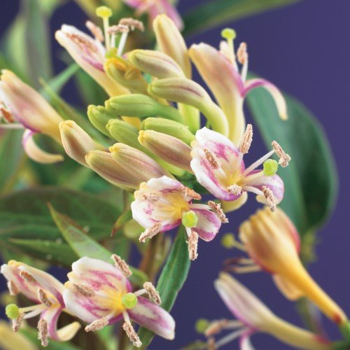 Vintertry 'Copper Beauty' 5-pack