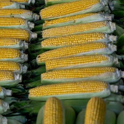 Sockermajs 'Takeoff' F1 Frö