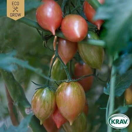 Miniplommontomat 'Artisan Pink Tiger' KRAV-märkt