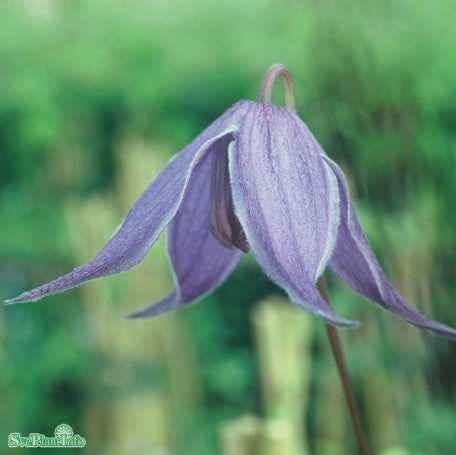 Klematis 'Helsingborg' 5-pack