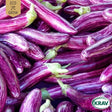 Aubergine 'Listada de Gandia' KRAV-märkt