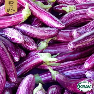 Aubergine 'Listada de Gandia' KRAV-märkt