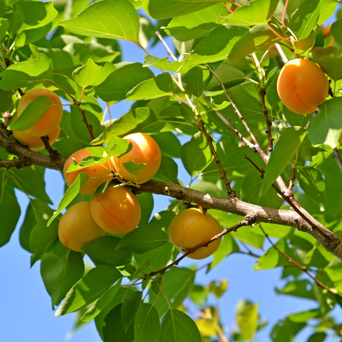 Aprikos 'Tros Oranje' co