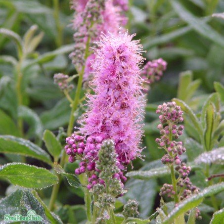 Klasespirea 100-p barrotad 40-60 cm