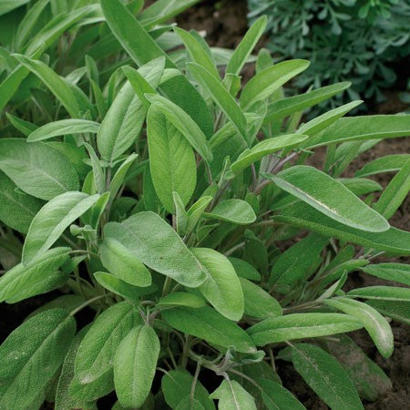 Kryddsalvia 'Orginal' 10,5cm kruka