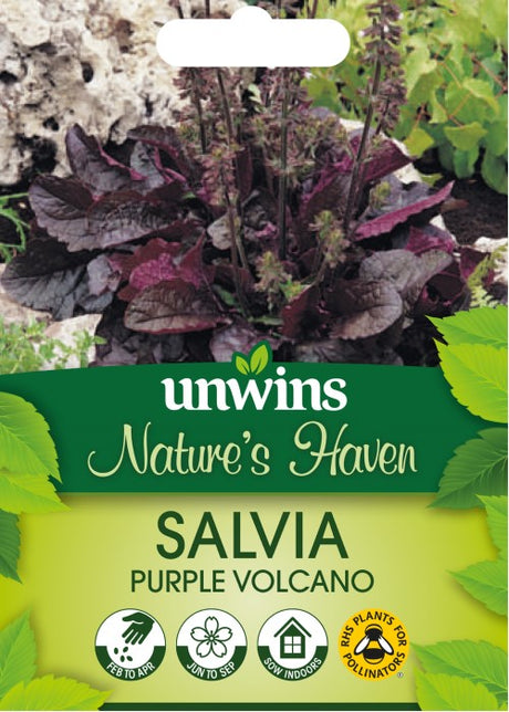 Lyrsalvia 'Purple Volcano'