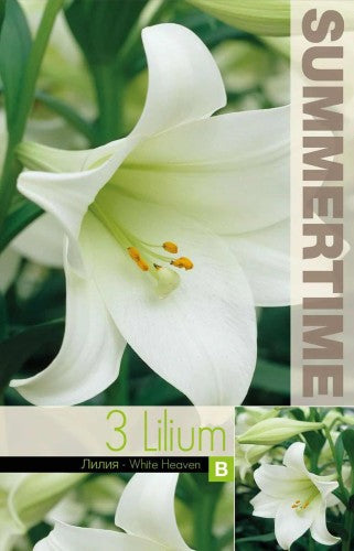 Lilja 'White Heaven' 3st