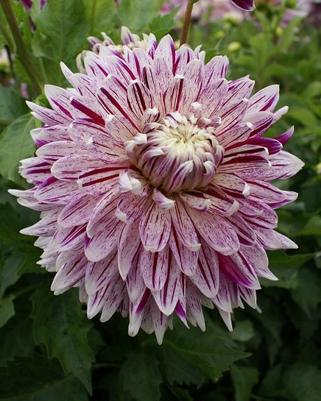 Dekorativ Dahlia 'Avignon' 1st