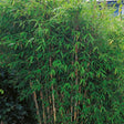 Bergbambu 'Dino' co 1-pack