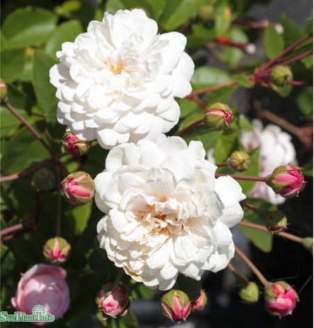 Sempervirens-ros 'Little White Pet' 5-pack barrotad