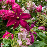 Klematis 'Madame Julia Correvon' 5-pack