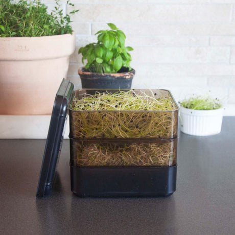 Sproutly: Stapelbar Odlingslåda för groddar Svart