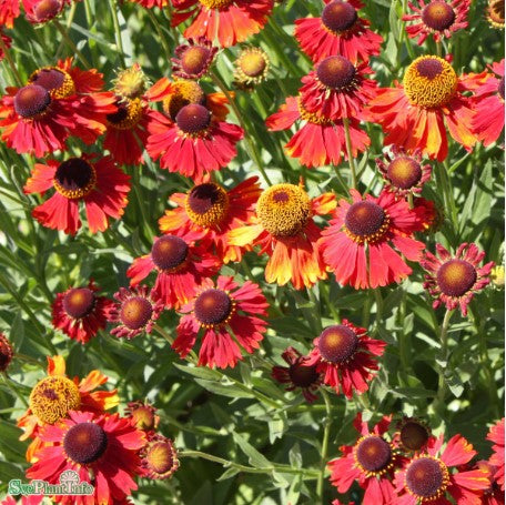 Trädgårdssolbrud 'Moerheim Beauty' 3st barrotad