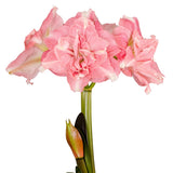 Afrikansk Amaryllis 'Rozetta' 1st
