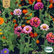 Zinnia 'Carrousel' KRAV-märkt