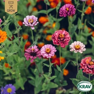 Zinnia 'Carrousel' KRAV-märkt