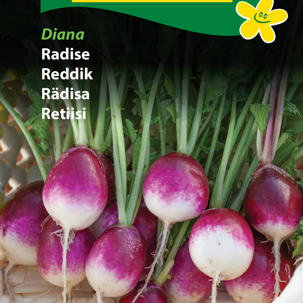 Rädisa 'Diana' – Odla Shop