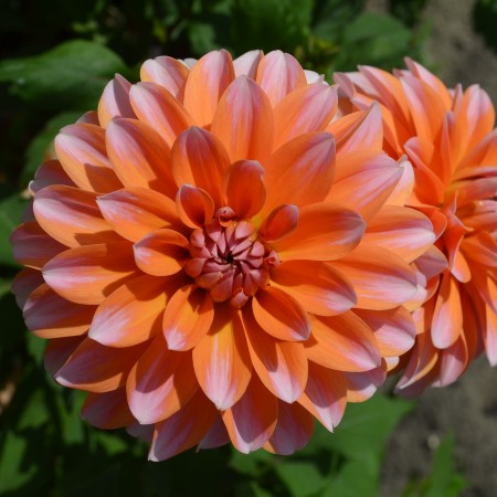 Dekorativ Dahlia 'Peaches and Vanilla' 1st