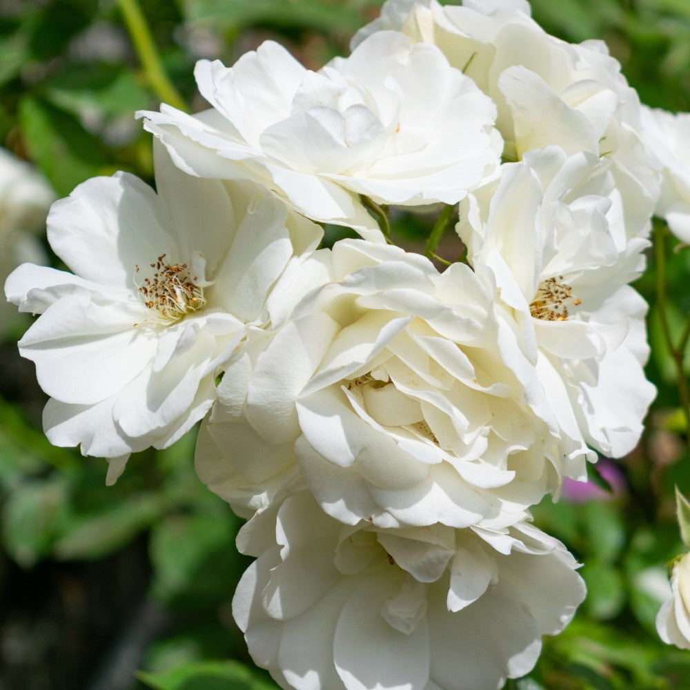 Floribundaros 'Iceberg Climbing ' 10-pack barrot