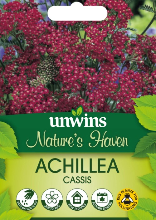 Röllika 'Cassis'