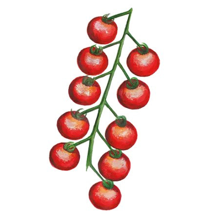 Körsbärstomat 'Gardener's Delight' Svenskodlat frö