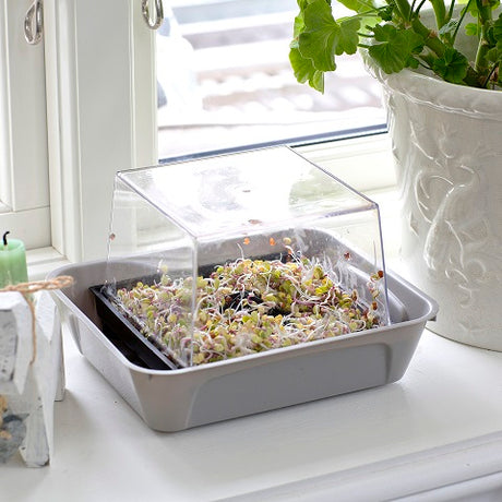 Bottentråg till groddar, Grå