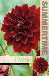 Dekorativ Dahlia 'Arabian Night' 1st