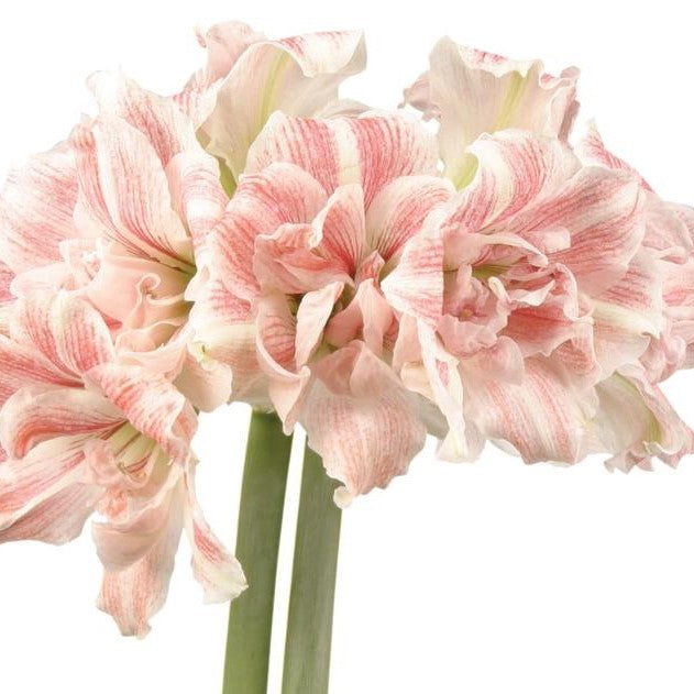 Afrikansk Amaryllis 'First Love'