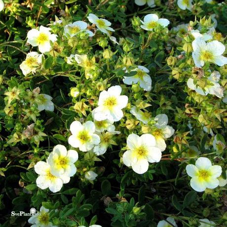 Trädgårdstok 'Limelight' co 10-pack
