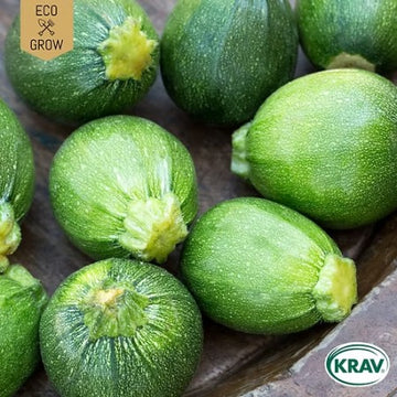 Sommarsquash 'Di Nizza' KRAV-märkt