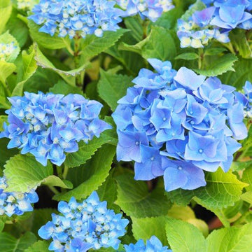Trädgårdshortensia 'Nikko Blue' co 3-pack