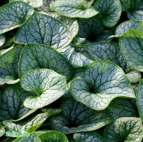 Kaukasisk förgätmigej 'Jack Frost' 12cm kruka