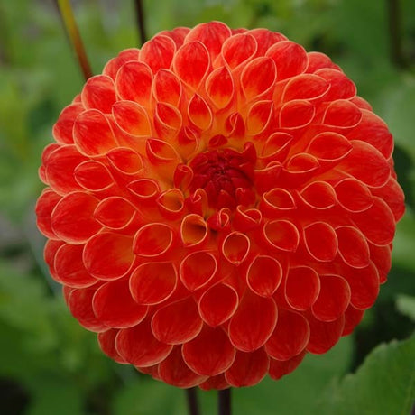 Boll Dahlia 'Jowey Chantal' 1st
