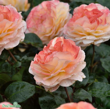 Tehybridros 'Bitten Clausen' 10-pack barrot