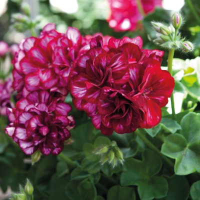 Hängpelargon 'Atlantic Burgundy Glaze' 3st sticklingar