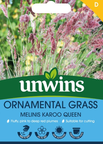 Rubingräs 'Melinis Karoo Queen'