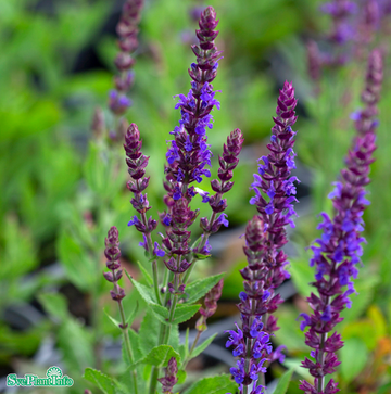 Stäppsalvia 'Ostfriesland' 6-pack i kruka