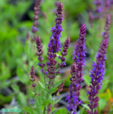 Stäppsalvia 'Ostfriesland' 15-pack i kruka