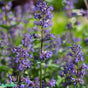 Kantnepeta 'Blue Wonder' 9cm kruka