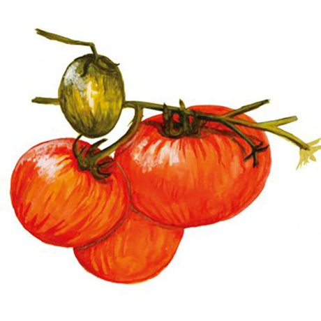 Busktomat 'Pixie Striped' Svenskodlat frö